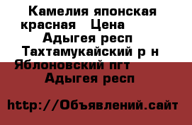 Камелия японская красная › Цена ­ 500 - Адыгея респ., Тахтамукайский р-н, Яблоновский пгт  »    . Адыгея респ.